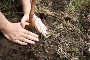 Woman planting tree