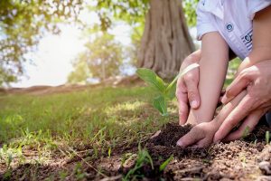 Little boy and parent holding young plant in hands. Earthday concept.