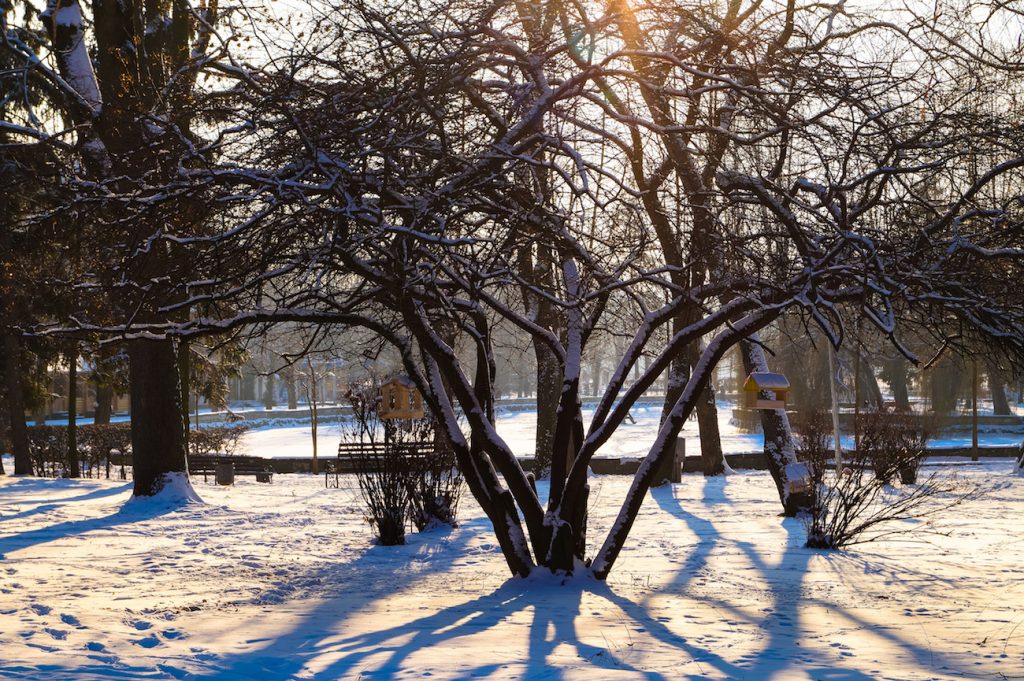 winter tree care tips